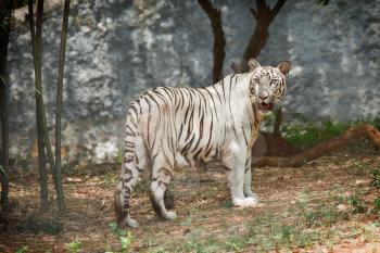 White indian tiger in forest