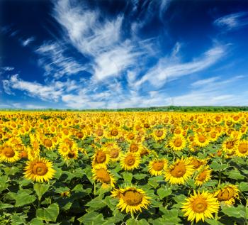Idyllic scenic summer landscape - blooming sunflower field and blue sky
