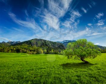 Alpine meadow in Bavarian Alps. Bavaria, Germany
