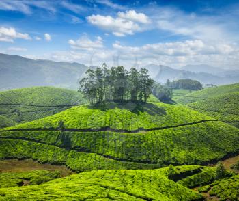 Tea plantations in Munnar. Kerala, South India