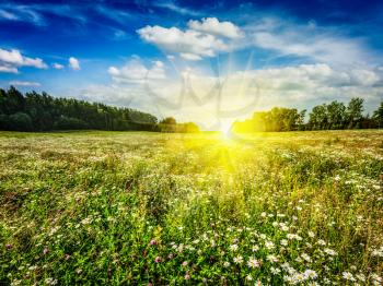 Summer blooming green field with meadow flowers with sunset sun and blue sky