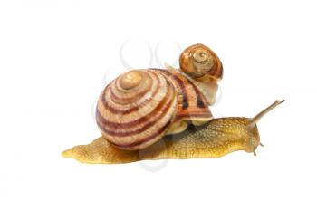 Two snails taken closeup isolated on white background.