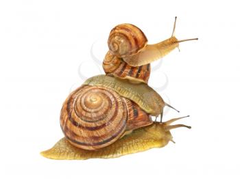 Three snails taken closeup isolated on white background.