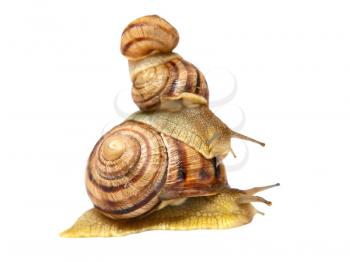 Three snails  isolated on a white background.