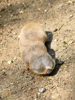 Lesser mole rat (Nanospalax leucodon) on a ground road.