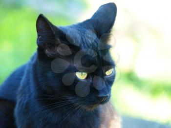 Black cat with green eyes taken closeup.