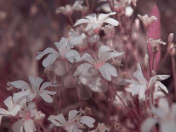 White flowers taken closeup with pink tonal correction.