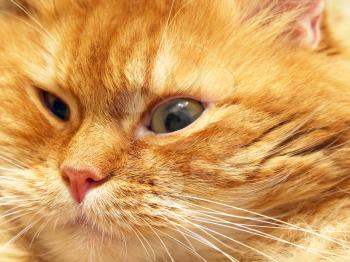 Ginger cat muzzle taken closeup.