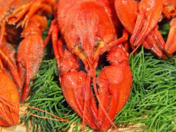 Red boiled crawfishes and green dill on a woden board taken closeup.