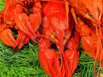 Red boiled crawfishes on a green fennel on taken closeup.