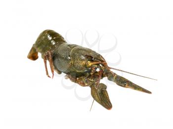 Uncooked crawfishe taken closeup isolated on a white background.