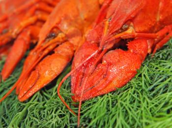 Red boiled crawfishes on a green dill taken closeup.