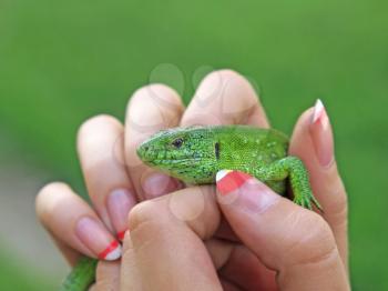 Small green lizard on a palms taken closeup.