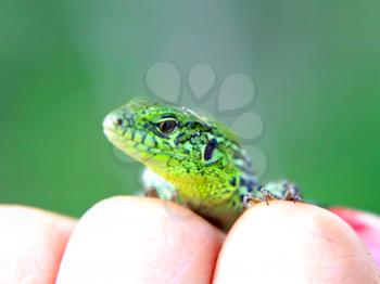 Little green lizard on a fingers on a green background.