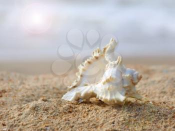 Seashell on a sandy beach taken closeup.