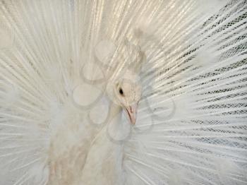 White colorful peacock with fan tail taken closeup.