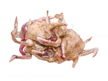 Heap of uncooked pigeons isolated on white background.