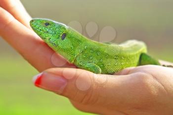 Green lizard taken closeup on women palm.