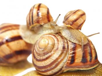 Snails on a white background taken closeup.