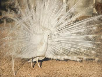 White peacock fanned tail in zoo.