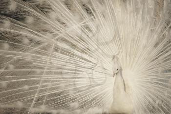 White peacock with fanned tail taken closeup.