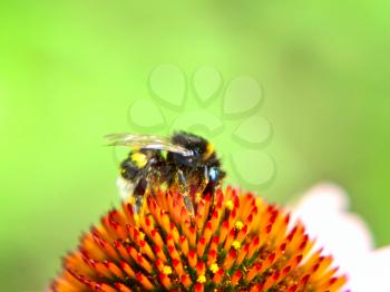 Bumblebee on a flower taken closeup. 