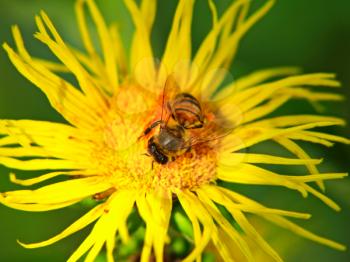 Bee on yellow flower taken closeup.