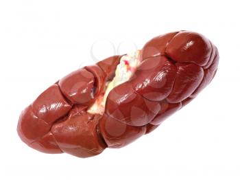 Beef kidney taken closeup isolated on white background.