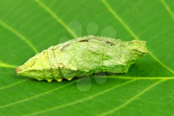 Butterfly larva on a green leaf taken closeup.