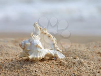 Seashell on a sandy beach against of sea surf.