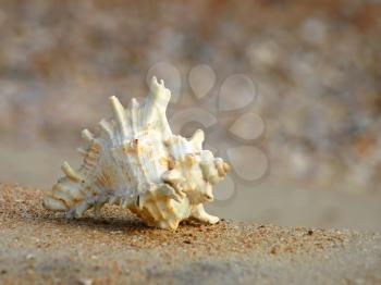 Seashell on a sand taken closeup.