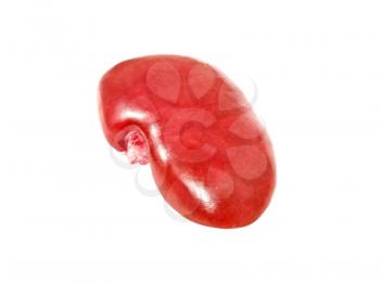 Pig kidney isolated on a white background taken closeup.