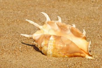 Conch shell on sandy beach taken closeup.