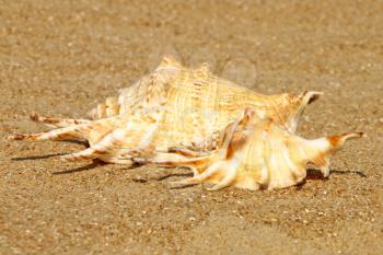 Two conch shell on samer sandy beach taken closeup.