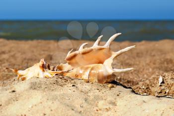 Two seashells on a beach against of the blue sea and sky.