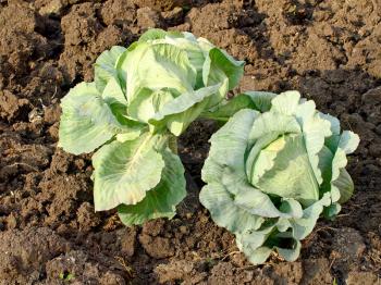 Two green cabbage on a garden bed.