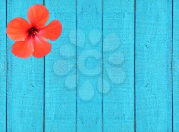 Blue wooden fence with red hibiscus flower as background.