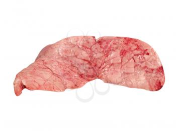 Cow lung isolated on a white background.