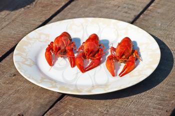 Three red boiled  crawfish on a plate.