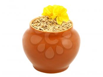 Clay pot with oats grain and yellow flower isolated on white background.