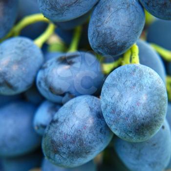 Fresh blue grape taken closeup.