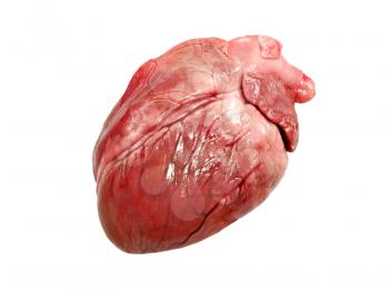 Pig heart isolated on a white background.