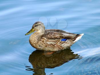 Mallard duck drake on a blue water taken closeup.