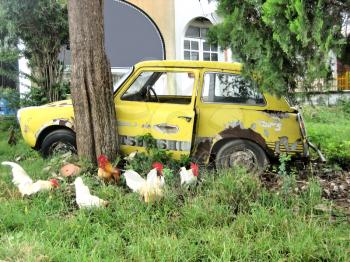 Abandoned car, surrounded by poultry over the green grass.