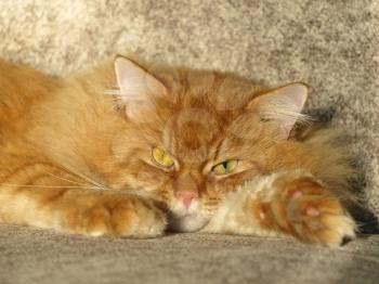 Red cat with yellow eye on the couch.