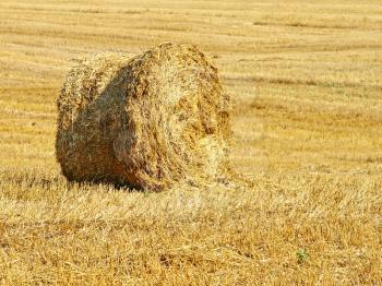 Stack of hay on the mown field.