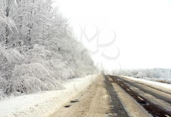 Winter landscape with road and droopy trees due to heavy snow.