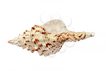 Spiral seashell taken closeup isolated on white background.