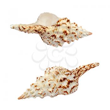 Two spiral seashell isolated on white background.
