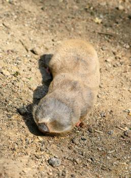 Nanospalax leucodon. Lesser mole rat on a ground taken closeup.